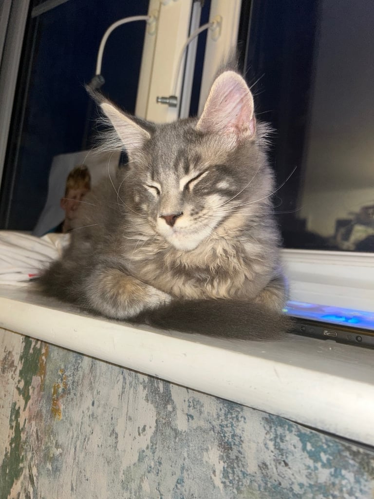 Male maine coon kitten 