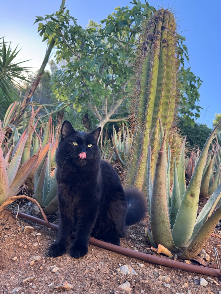 Affectionate, black Siberian-mix  11 months kitten