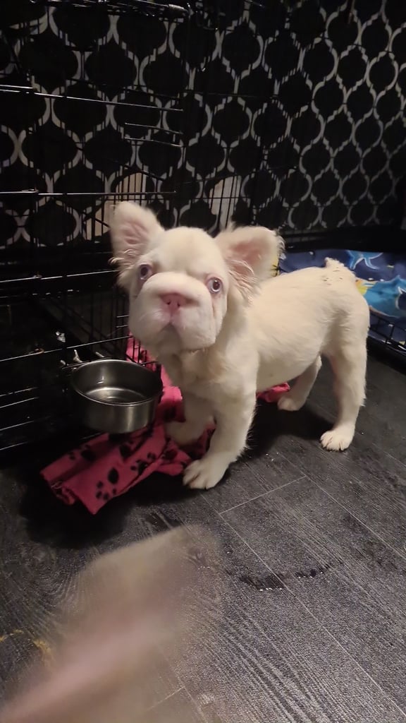 image for Full fluffy frenchie boy. Kc registered. Last one remaining 