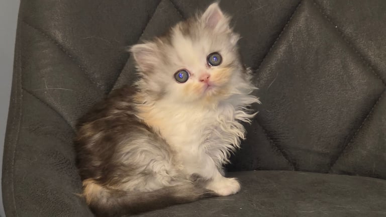 1 Highland Straight kittens for sale