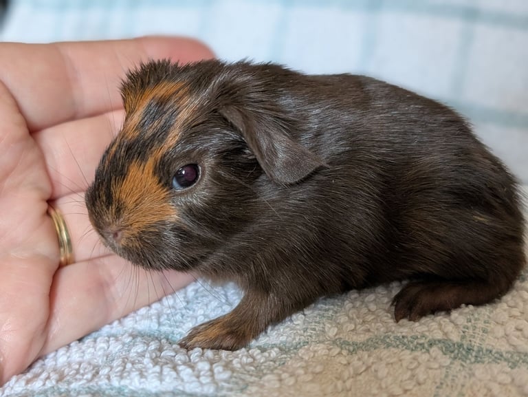 Beautiful pair of female guinea pigs 