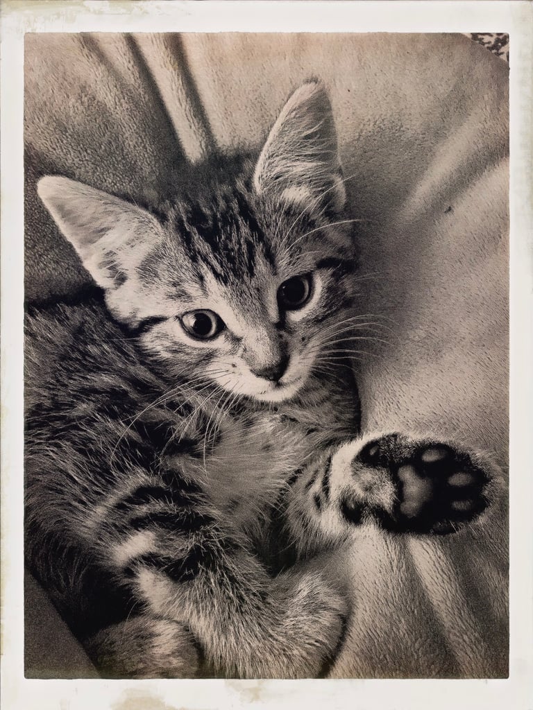 Sweetest Kitten 8weeks/old 