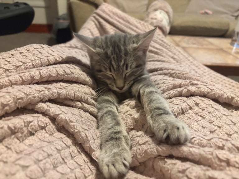 image for 3 Month American Shorthair Kitten