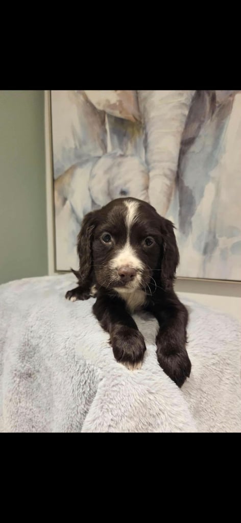 Adorable cocker spaniel puppies
