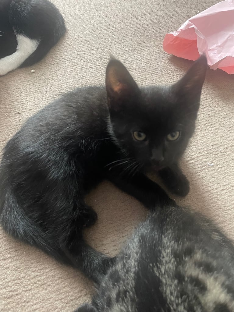 6 kittens for sale