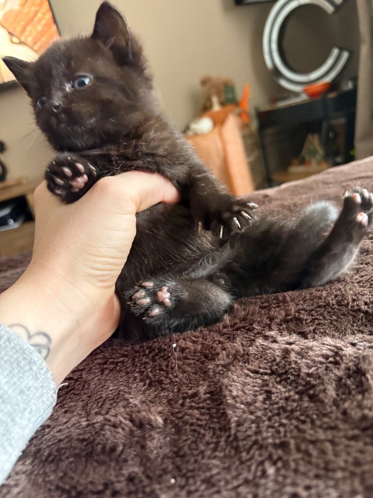 Beautiful Russian blue x British shorthair kittens 