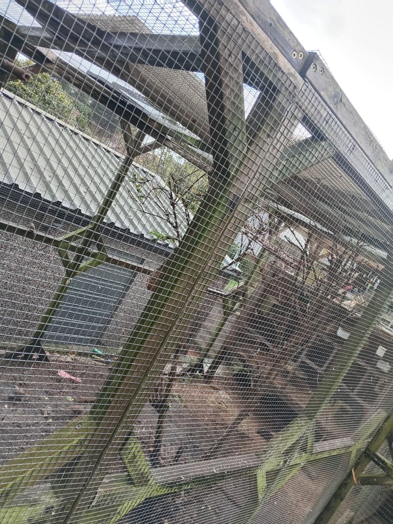 18 x 6 aviary with 6 x 3 porch