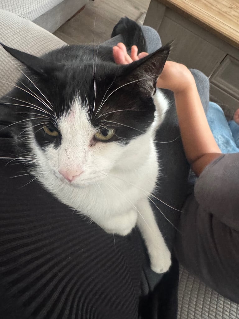Black white indoor and outdoor cat