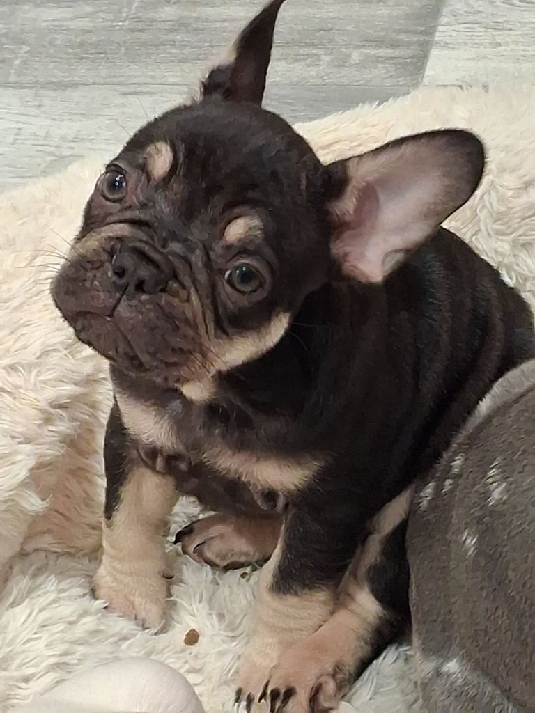 French bulldogs