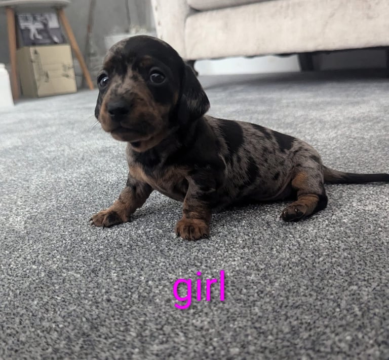 Miniature Dachshund