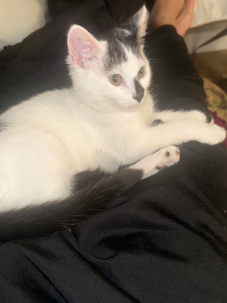A beautiful, lovely and friendly kitten nearly 36 weeks old