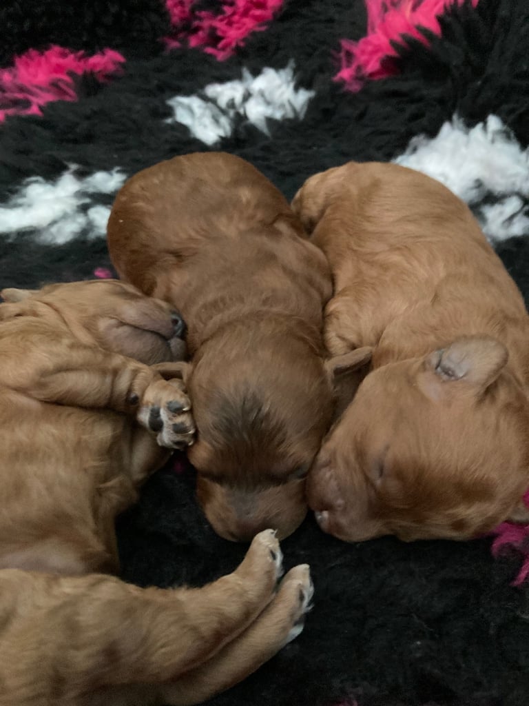 F1B TINY COCKAPOOS