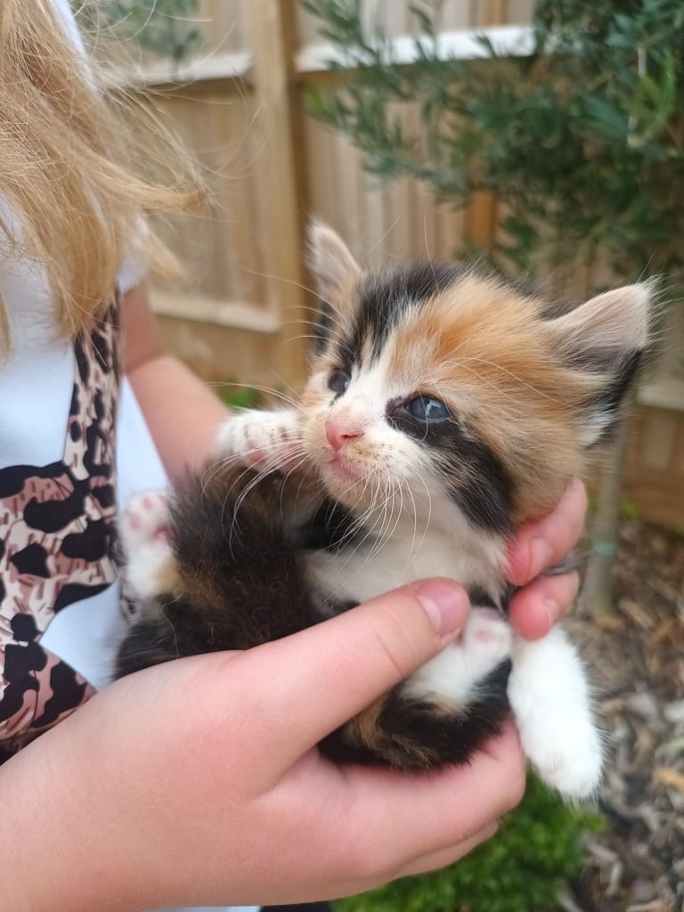 6 Kittens and Mother For Sale