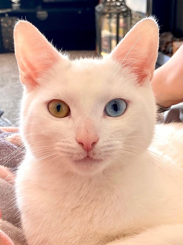 Pair of bonded white cats 