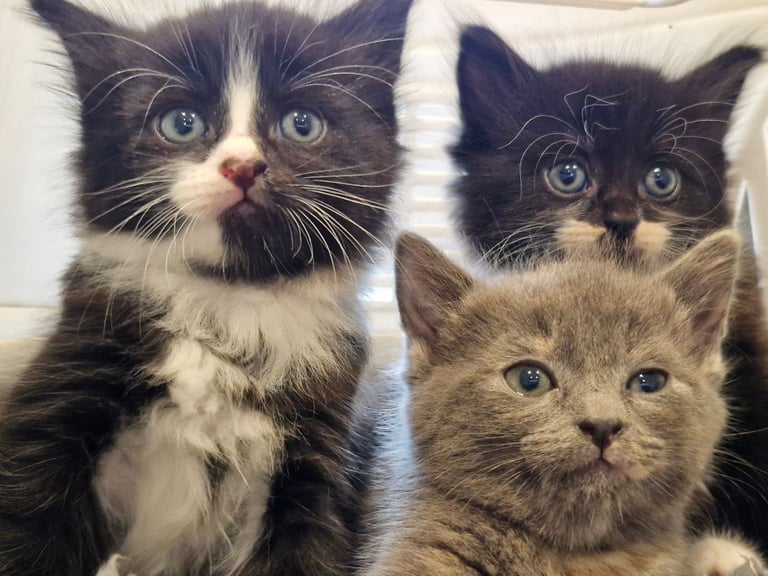 5 Gorgeous kittens for sale 