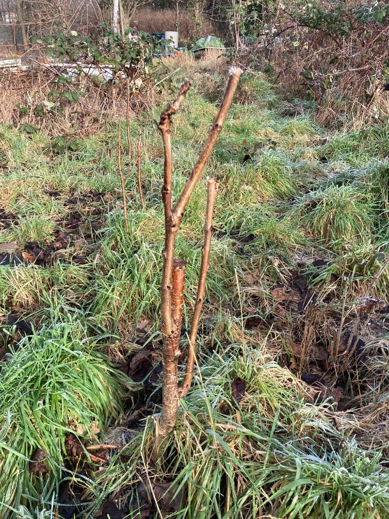 American cherry (Big size cherry) trees (£20 per tree)