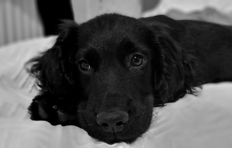 Cocker Spaniel Puppy 