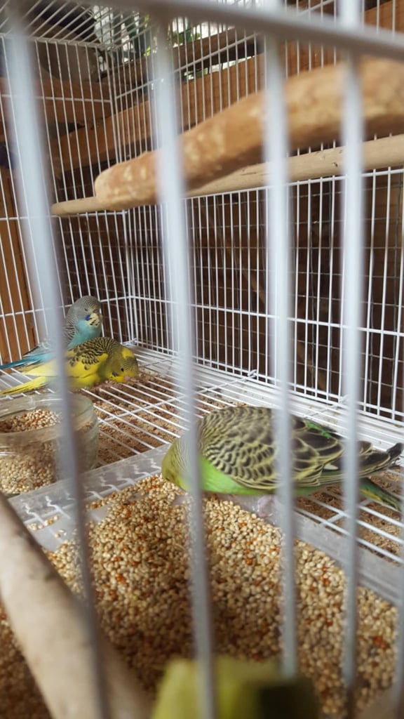 image for Young budgies ready to go  25 pound 