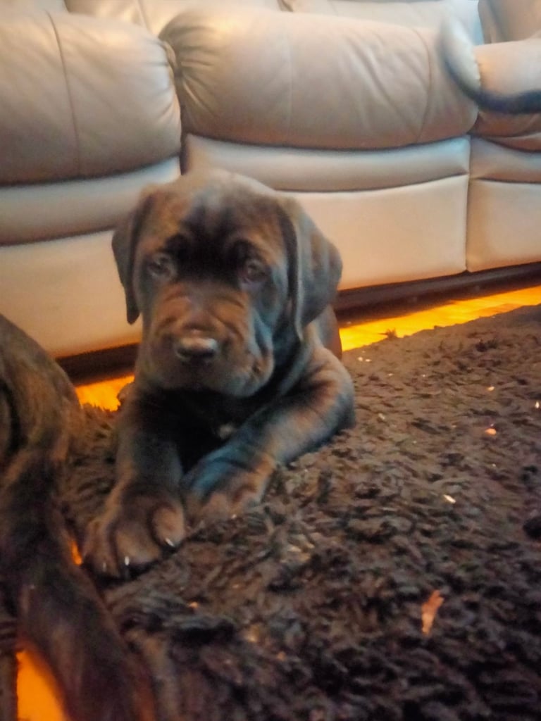 Cane Corso puppies black