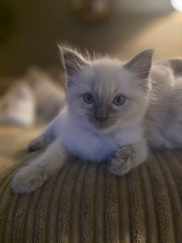 Cream/Bluepoint Ragdolls ready to leave from 1st November 😸