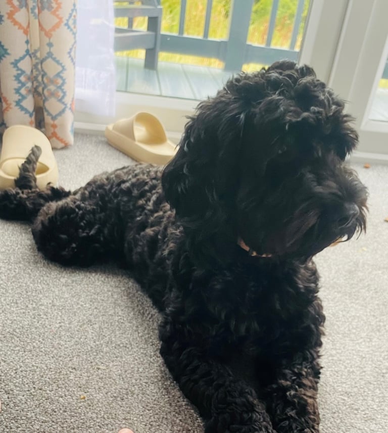 Beautiful Black Female Cockapoo – Loving Family Companion