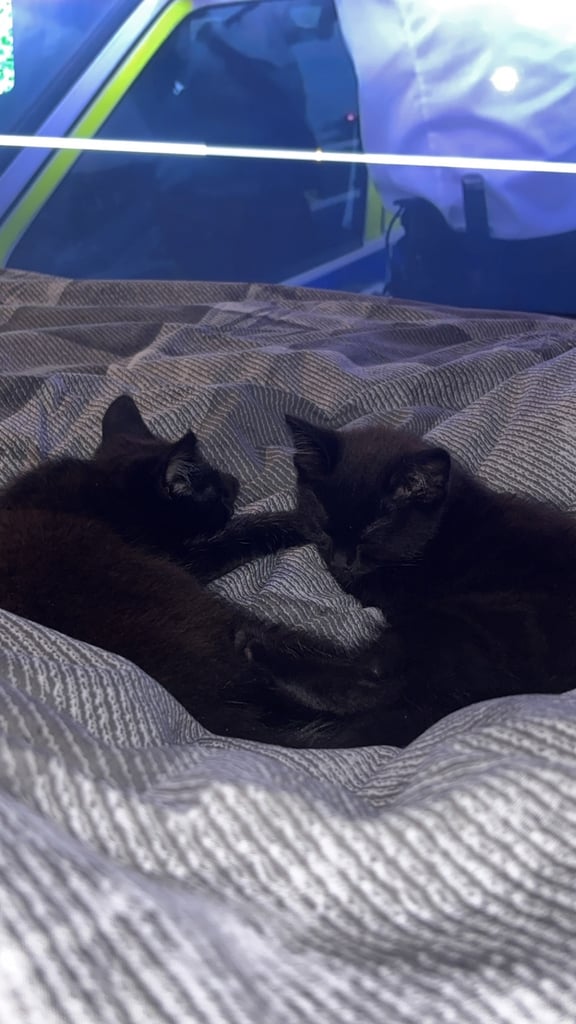 2 kittens for sale