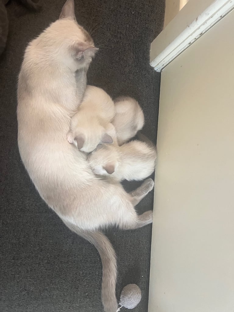 Adorable Ragdoll kittens for sale 