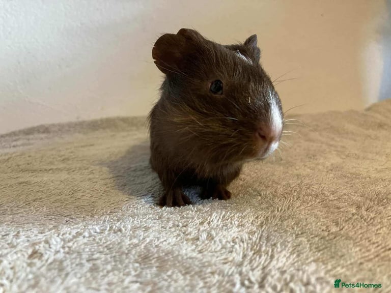 2 male guinea pigs and cage