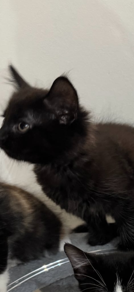 2 beautiful kittens looking for a home