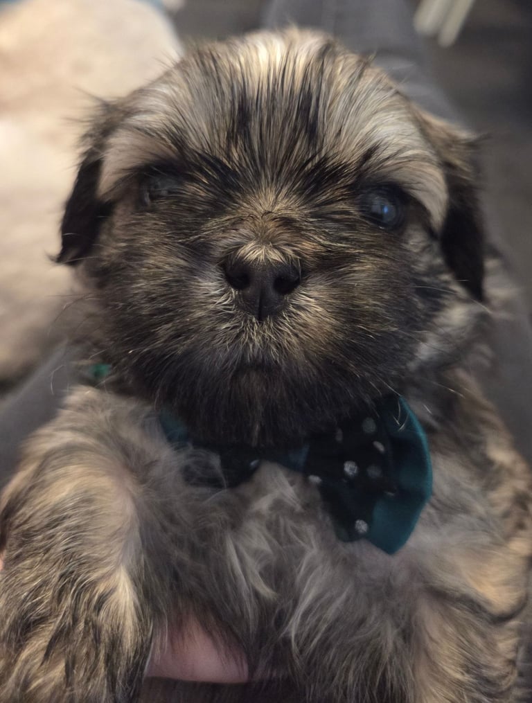 Shitz shu puppies