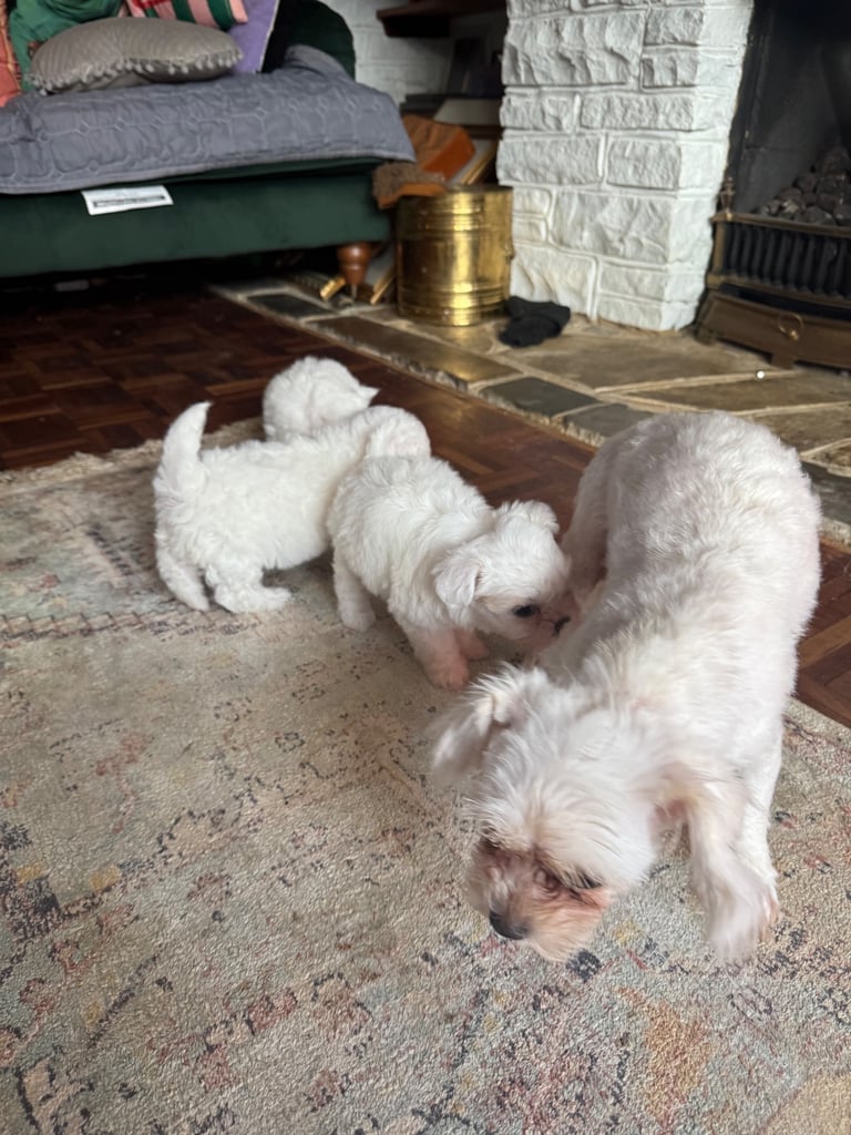 Cotton De Tulear puppies x3 looking for their forever homes