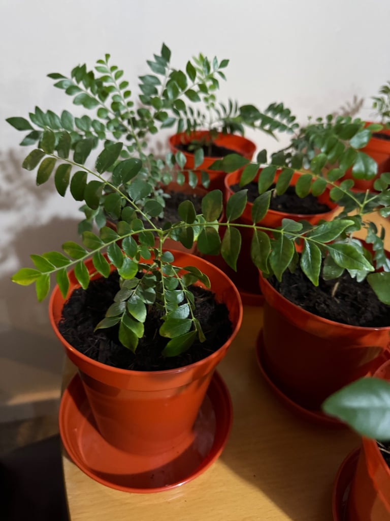 Indian Curry leaf plant