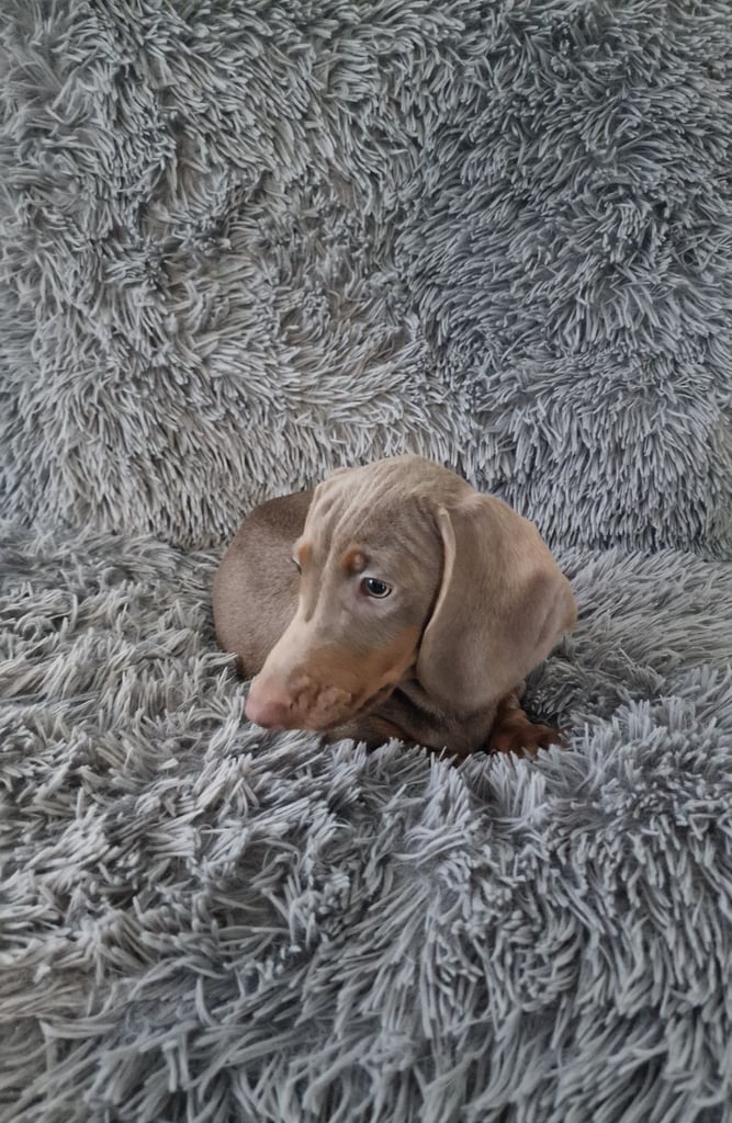 Miniture dachshund puppies 