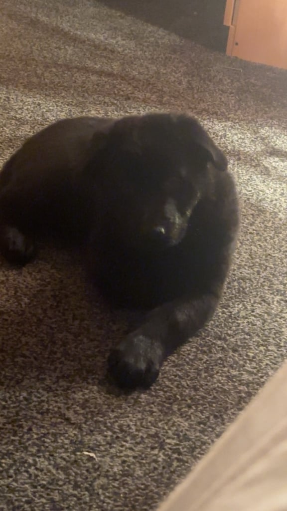 Shepweiller last girl Ready now!