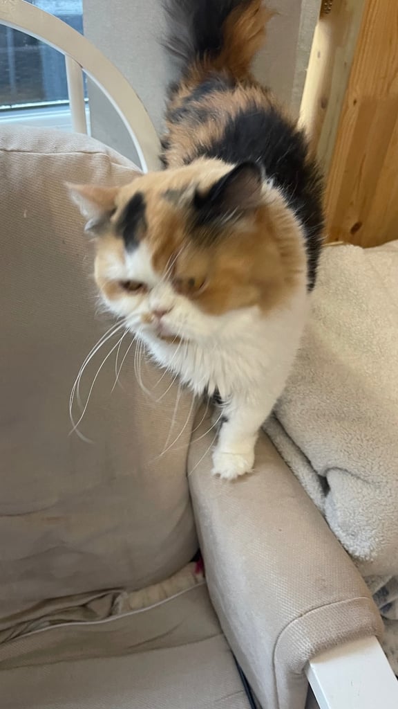 🌸 Beautiful British Longhair Female – Bumblebee 🌸