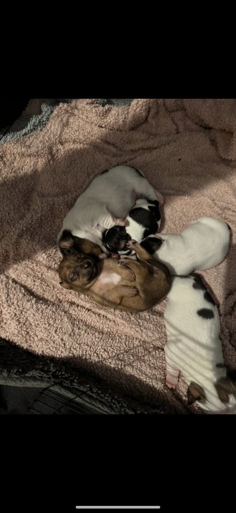 Dachshund x Jack Russel Puppies 