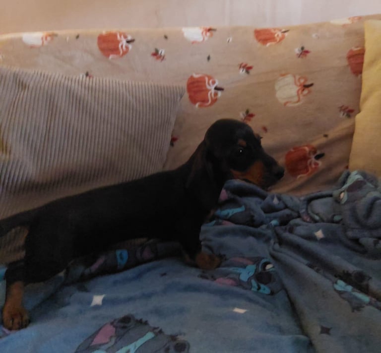 Dachshund pup
