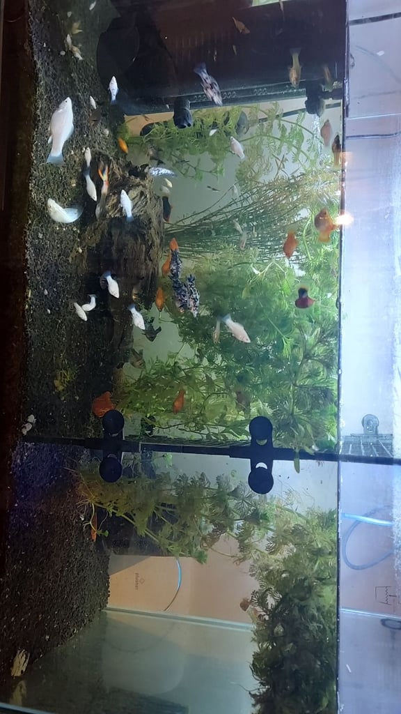  mix of tropical fish 60+