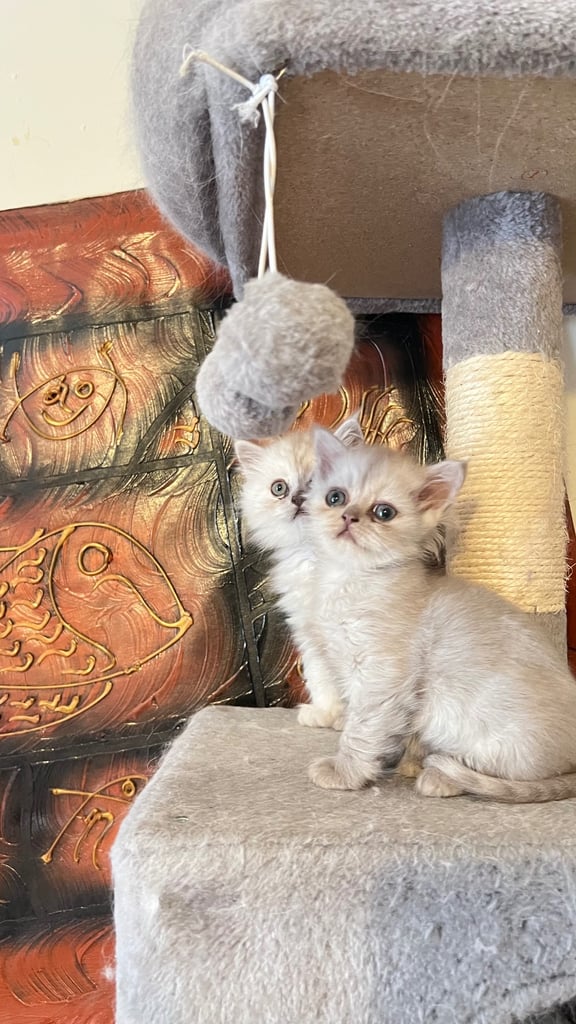 Ready to go Persian kittens 