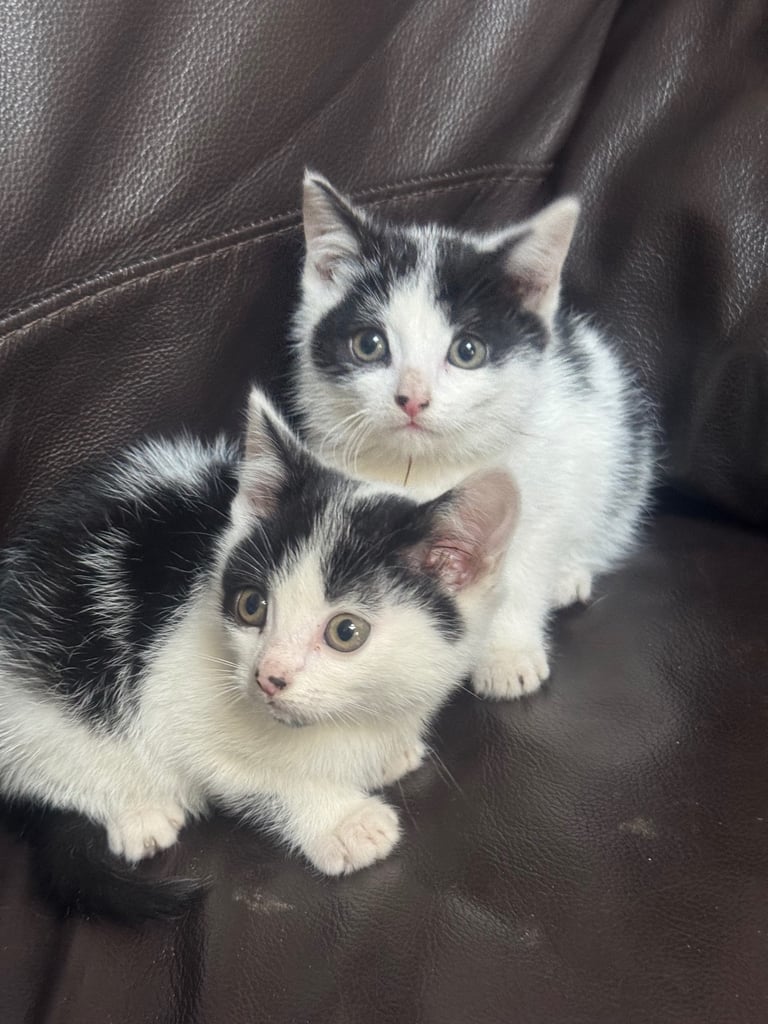 Two nice kittens boys for sale