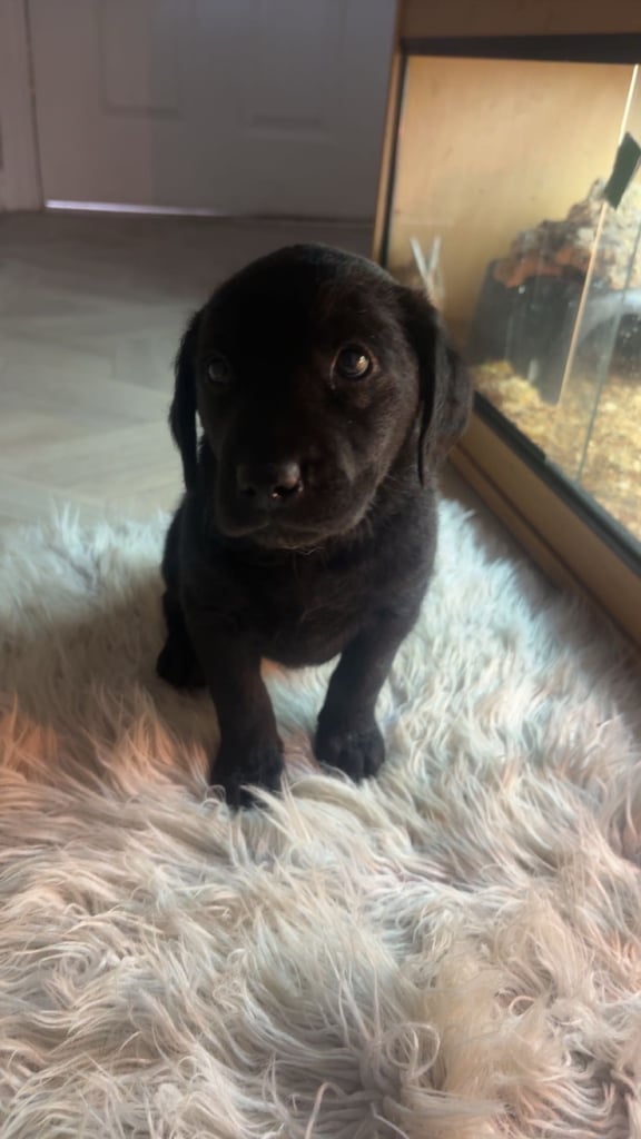 Labrador puppies last girl 
