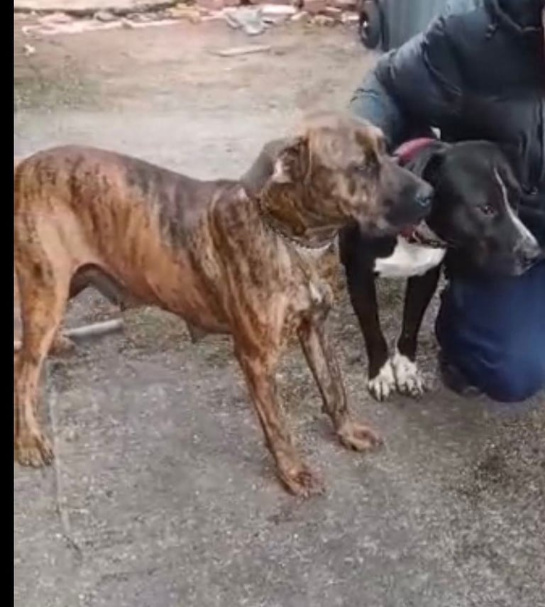 Presa canario x staffy