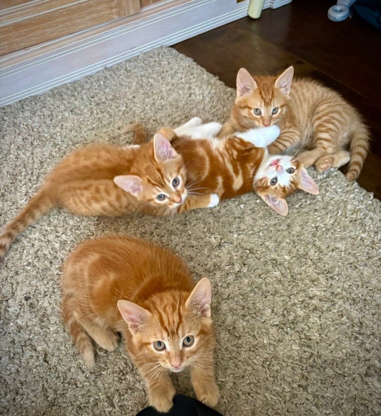 Ginger kittens 