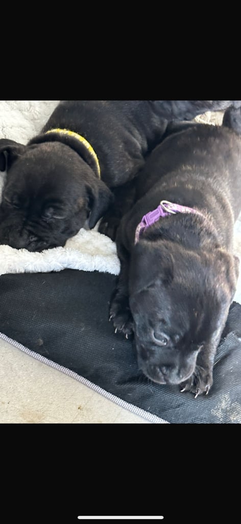 2x staff girls available 