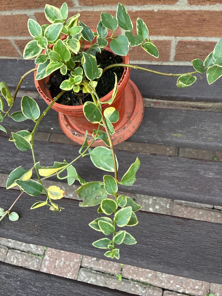 image for Trailing/ climbing plant
