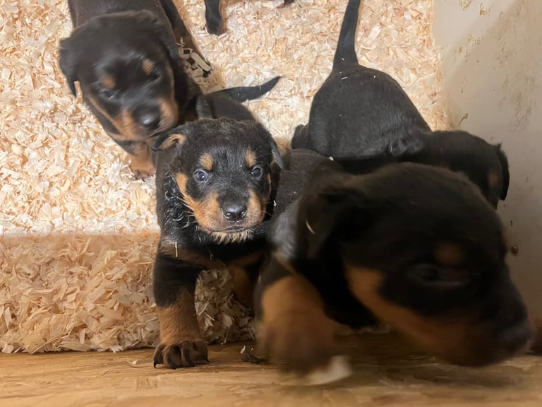 Breed Bully Rottweiler Puppies Bully Dog Batman American Bully Tan