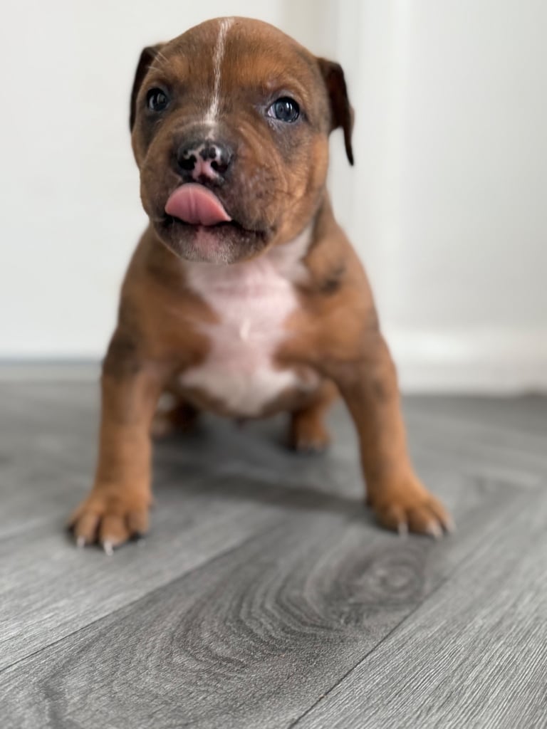 Mastiff x  puppies 