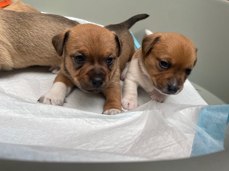 Jack Russell Pups
