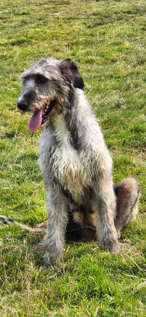 image for Kc registered Irish wolfhound  kc registered Irish wolfhound 