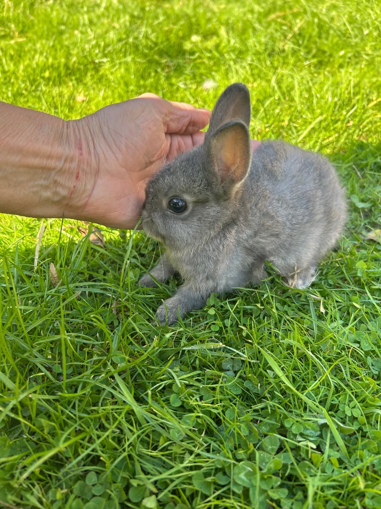 ONLY ONE LEFT! Beautiful Netherland dwarf baby bunnies 